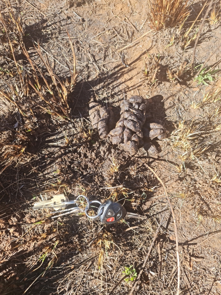 Southern Porcupine from No.5 Shaft, Carletonville, 2499, South Africa