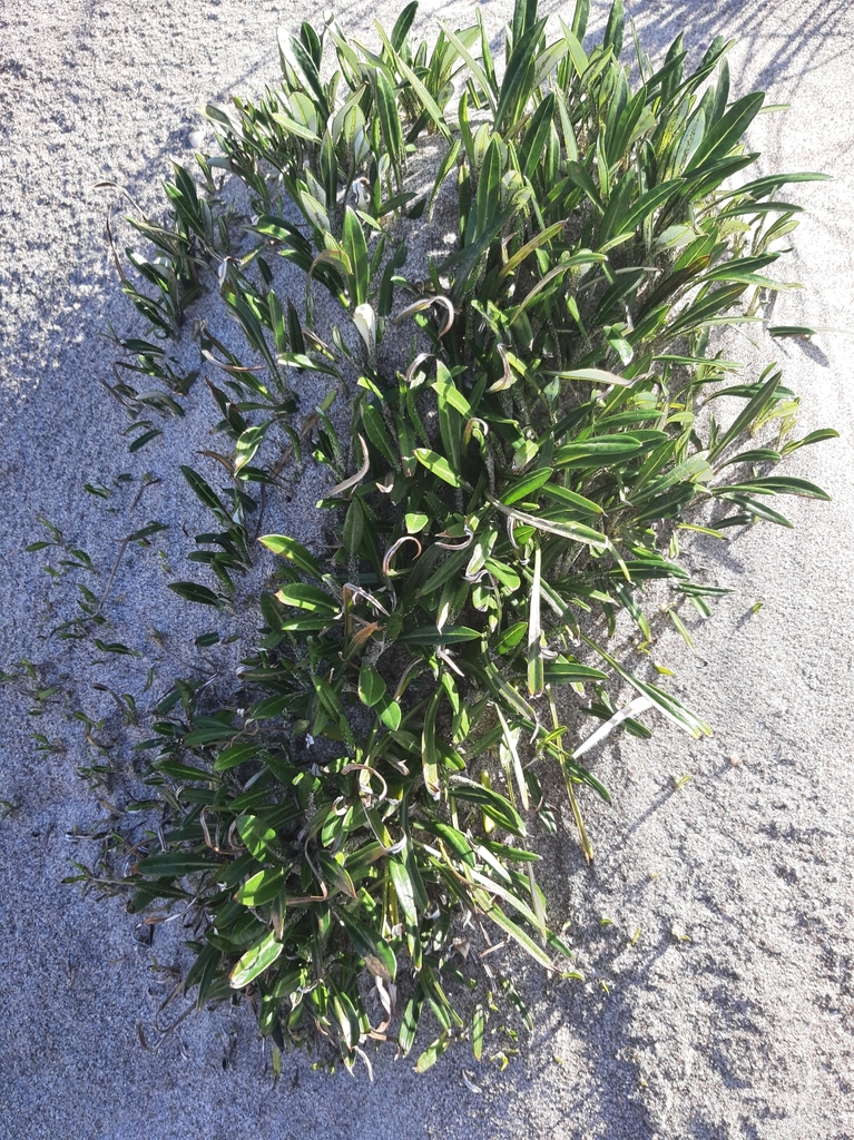 Treasure Flowers from Auckland, NZAU, NZ on July 1, 2023 at 0139 PM