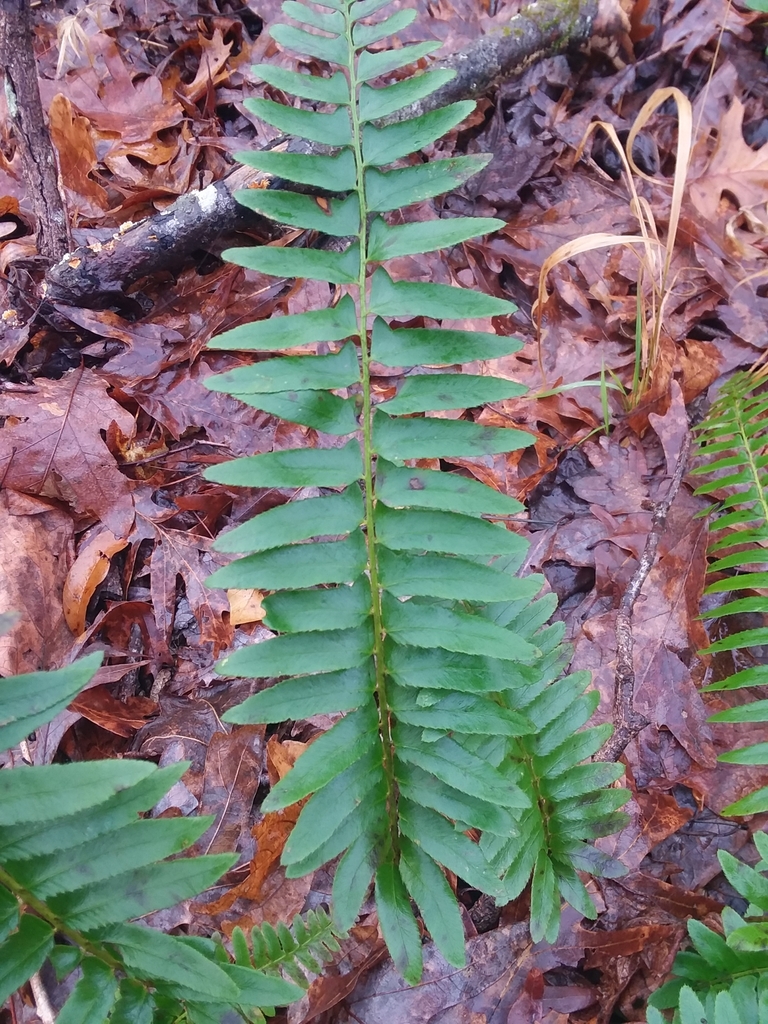 Christmas fern from Boyd Rd, French Camp, MS 39745, USA on December 28