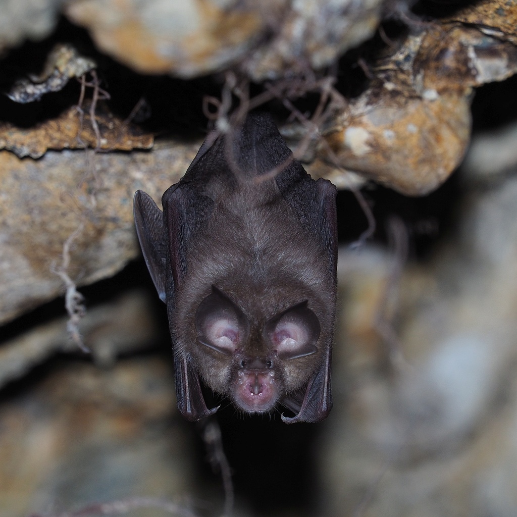 Horseshoe Bats (Great Guide) · iNaturalist