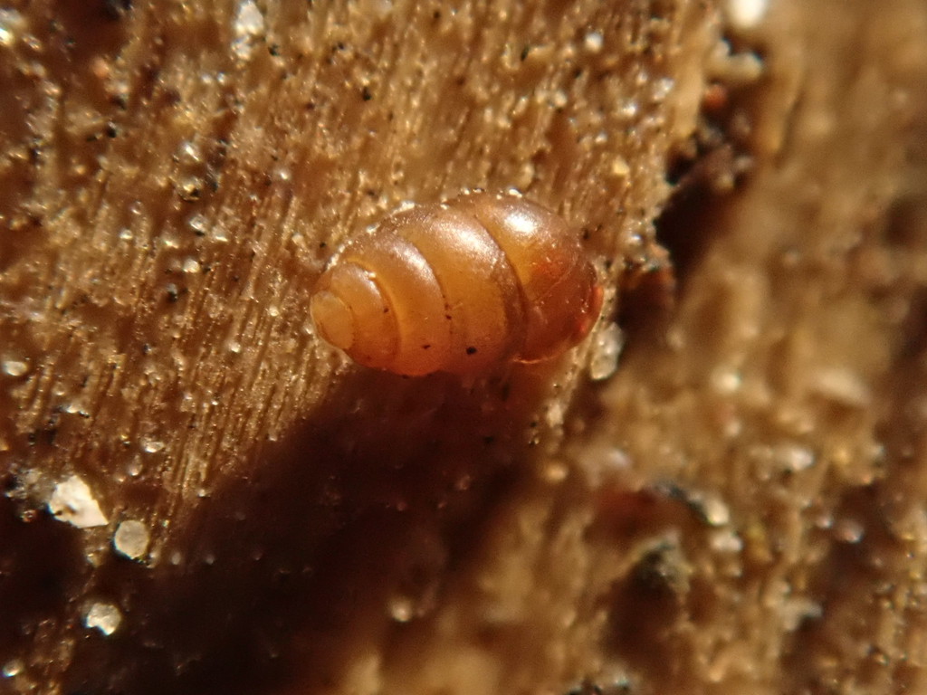 Common Whorlsnail (Molluscs of Sliacske travertiny) · BioDiversity4All