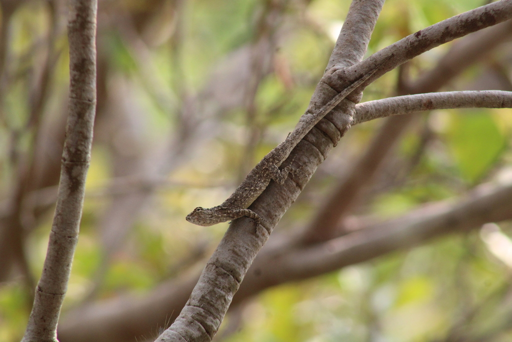 Clouded Anole from Santa María Huatulco, Oax., México on July 3, 2023