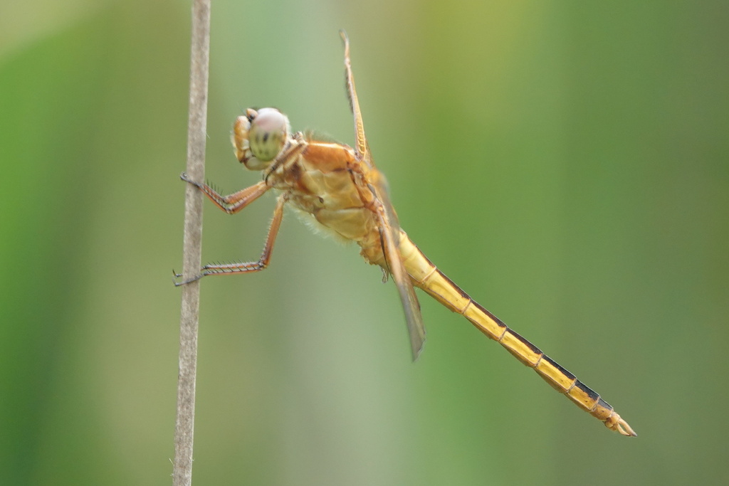 Needham's Skimmer from 3255 Kings Landing Rd, Huntingtown, MD 20639