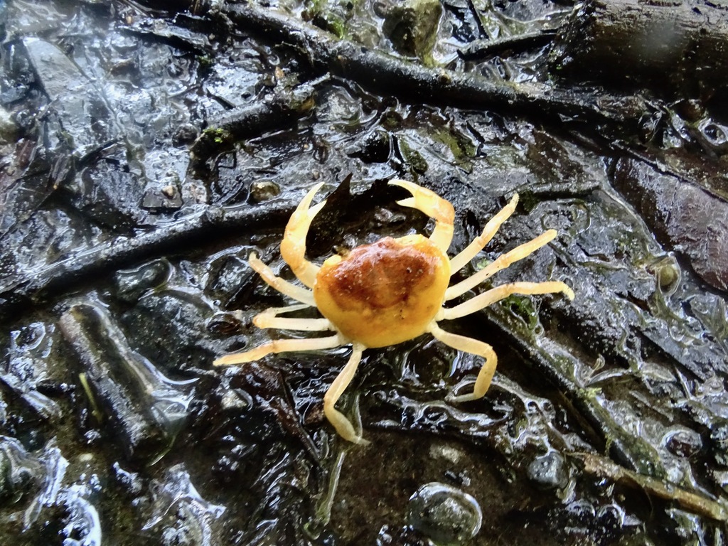 Japanese Freshwater Crab from Kuzufuji, Otaki, Isumi District, Chiba