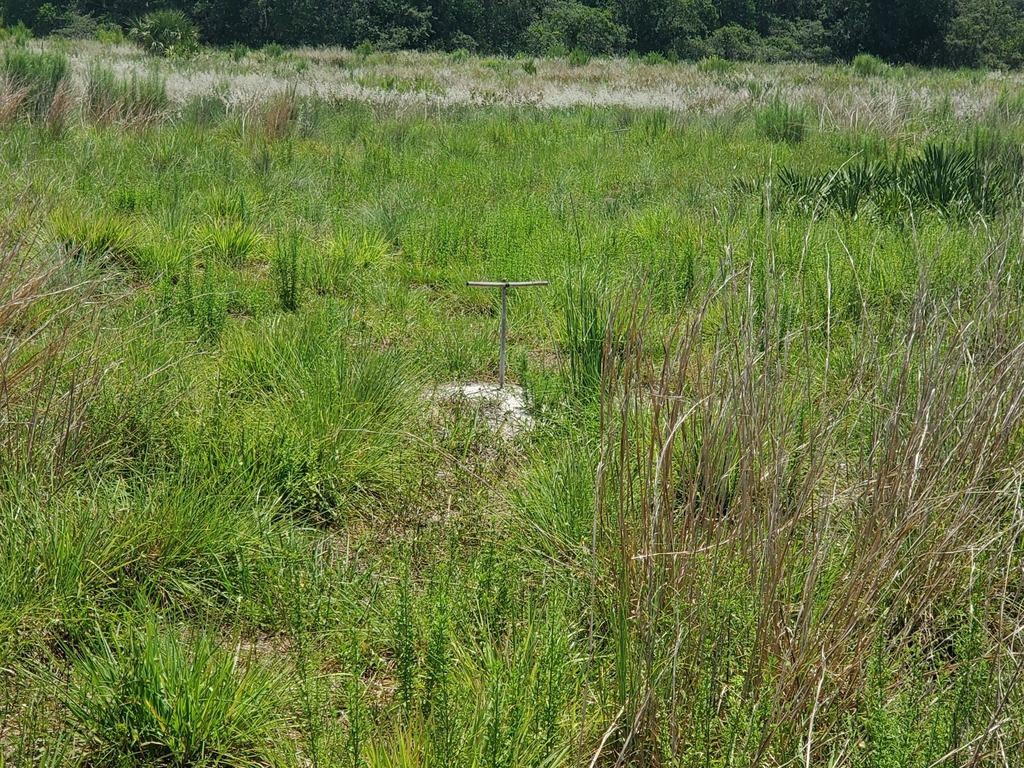 Something from Boyette Springs, Riverview, FL 33569, USA on July 6