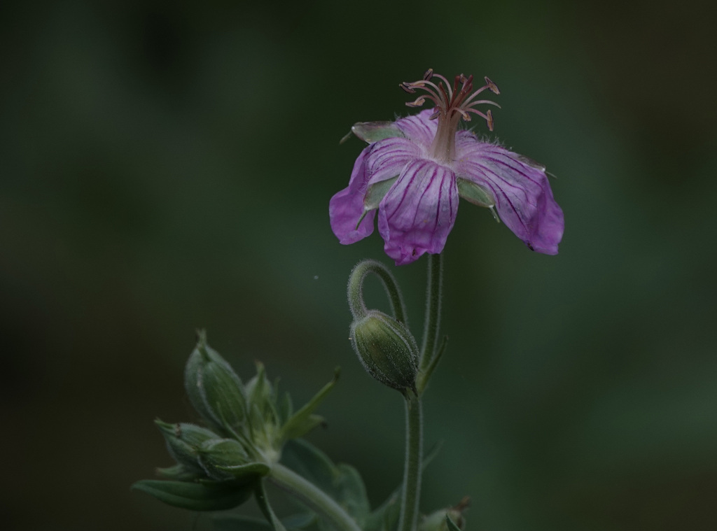 sticky geranium from Canby, CA 96015, USA on July 5, 2023 at 1239 PM
