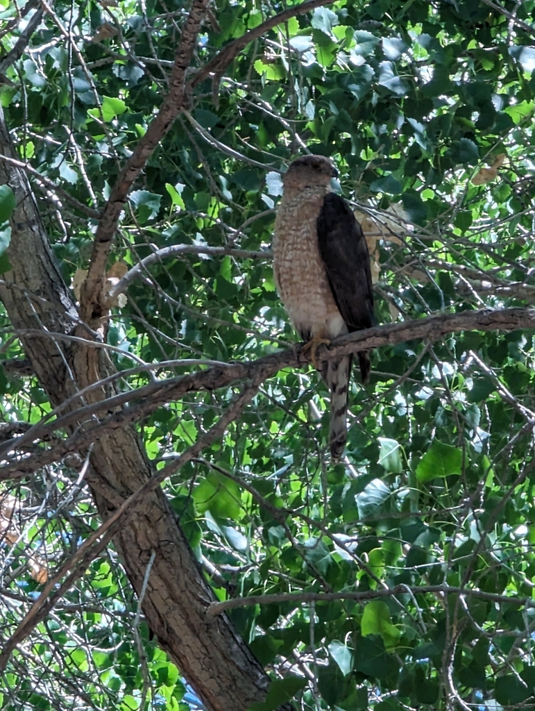 Cooper's Hawk from Rivers Edge, Rio Rancho, NM, USA on June 24, 2023 at