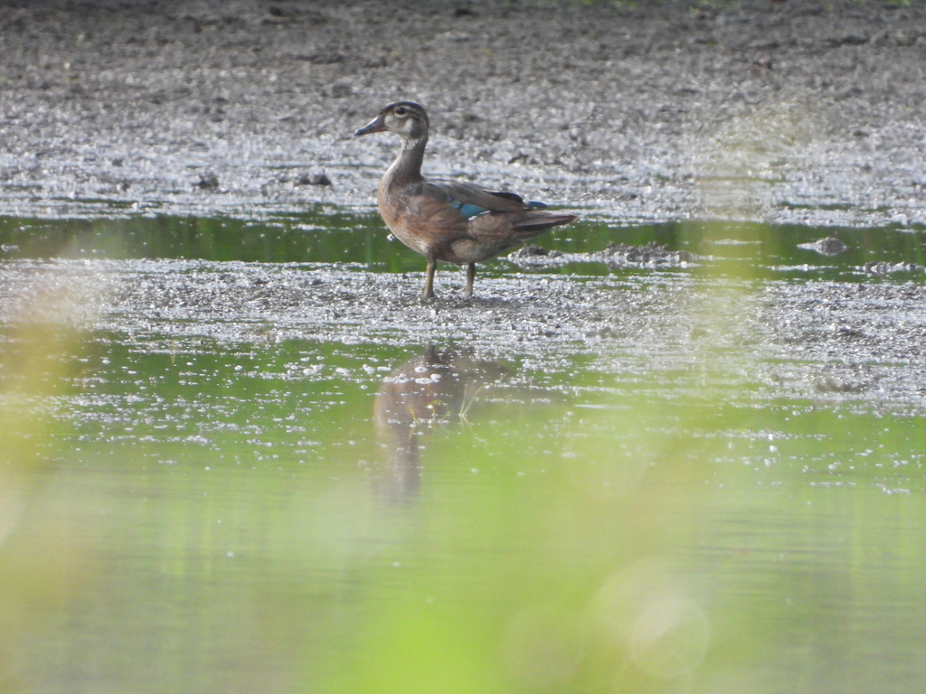 Wood Duck from 21 Pintail Ln, Natchez, MS 39120, USA on July 6, 2023 at