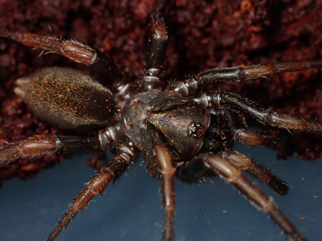Brown Trapdoor Spiders from Mount Byron QLD 4312, Australia on July 7