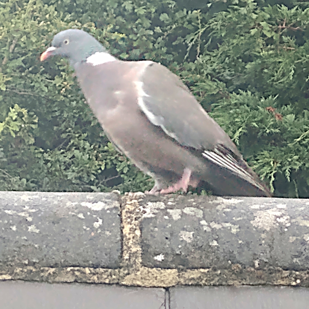 European Woodpigeon from Milton Street, Polegate on July 8, 2023 at 12