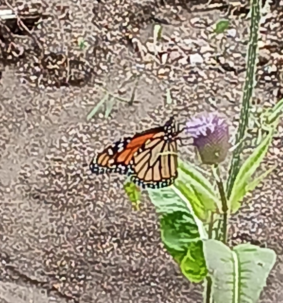 Monarch from College Ave & 14th St, Indianapolis, IN 46202, ÉtatsUnis