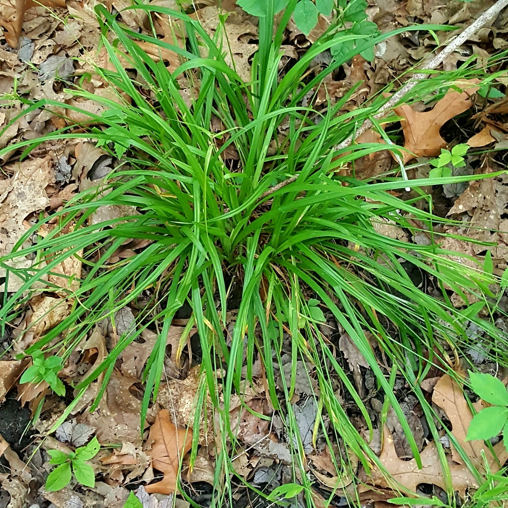 Spreading Sedge from Bardonia, NY, USA on July 8, 2023 at 0742 PM by