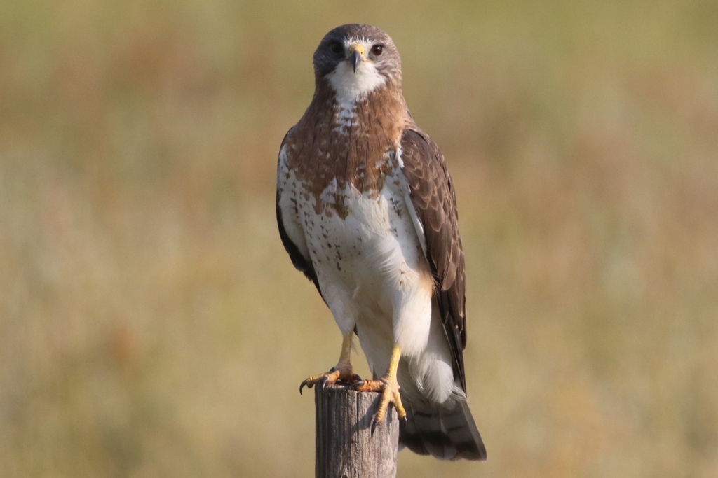 Swainson's Hawk from Manyberries, AB T0K 1L0, Canada on July 8, 2023 at