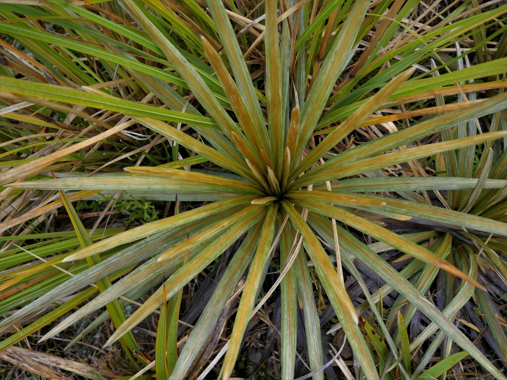 Armstrong's Mountain Daisy from Atarau, New Zealand on April 26, 2023
