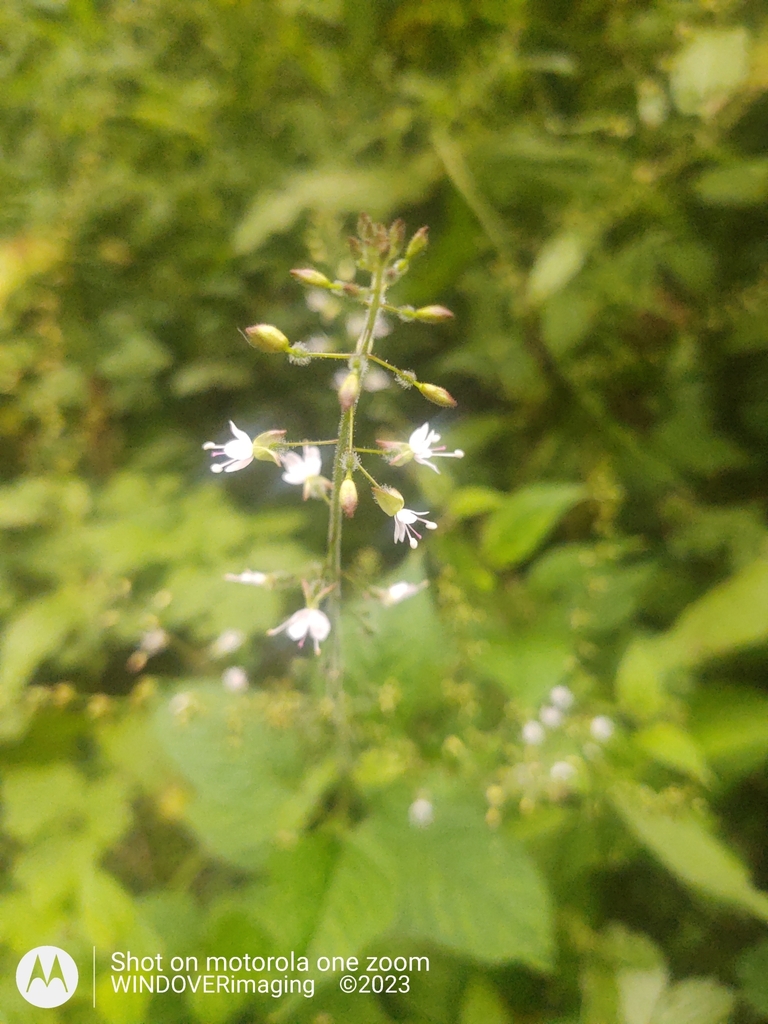 enchanter'snightshade from Milton Street, Polegate BN26 5RP, UK on