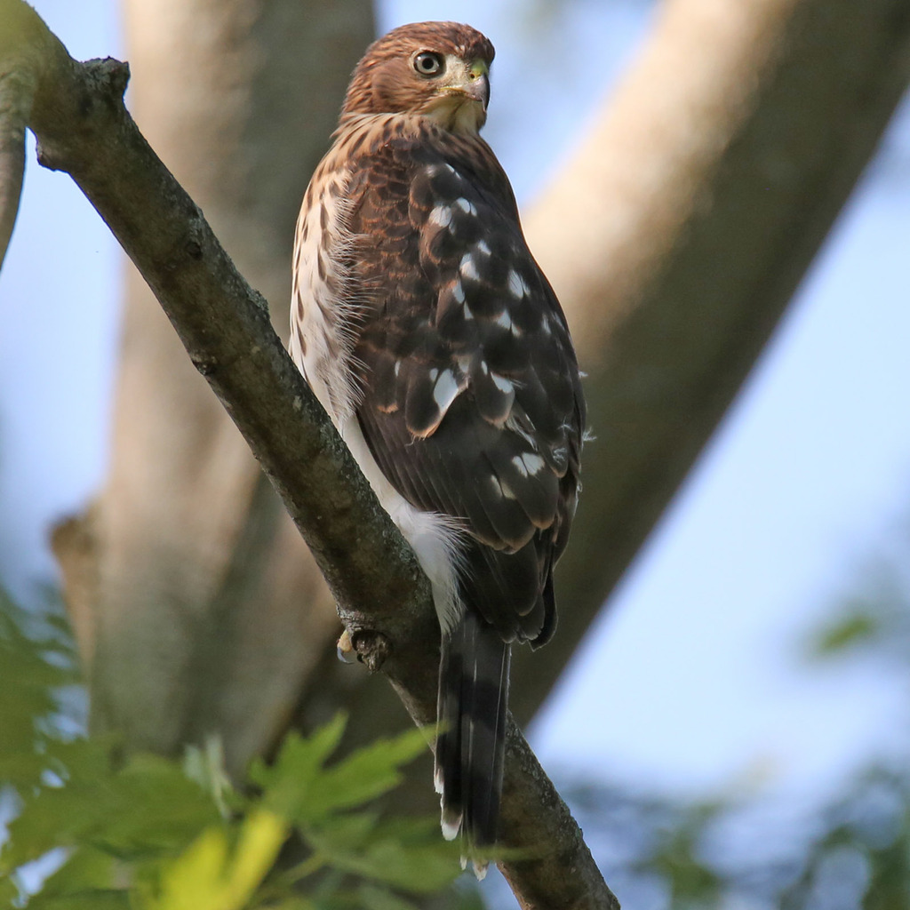 Cooper's Hawk from Uptown, Chicago, IL, USA on July 11, 2023 at 0756