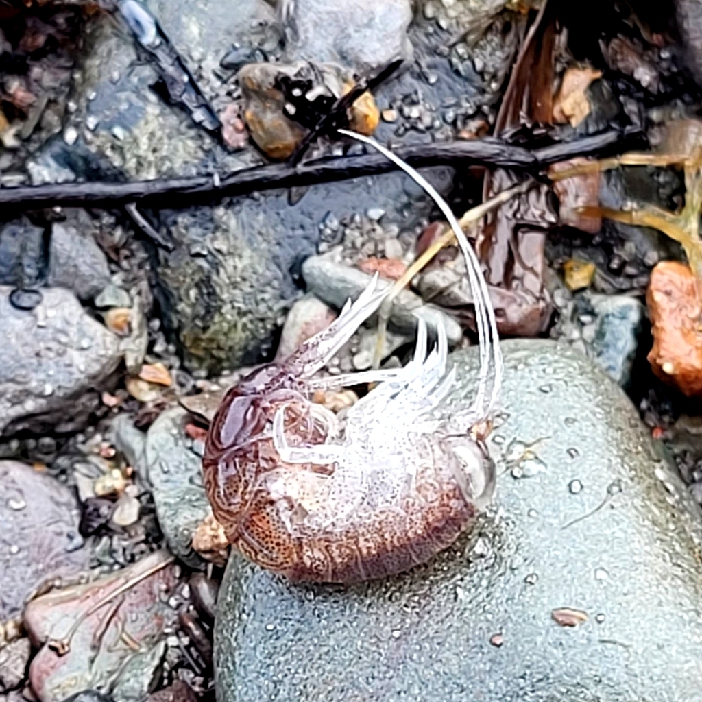 Ampithoidae from PetitRocher, NB, Canada on July 4, 2023 at 0731 AM