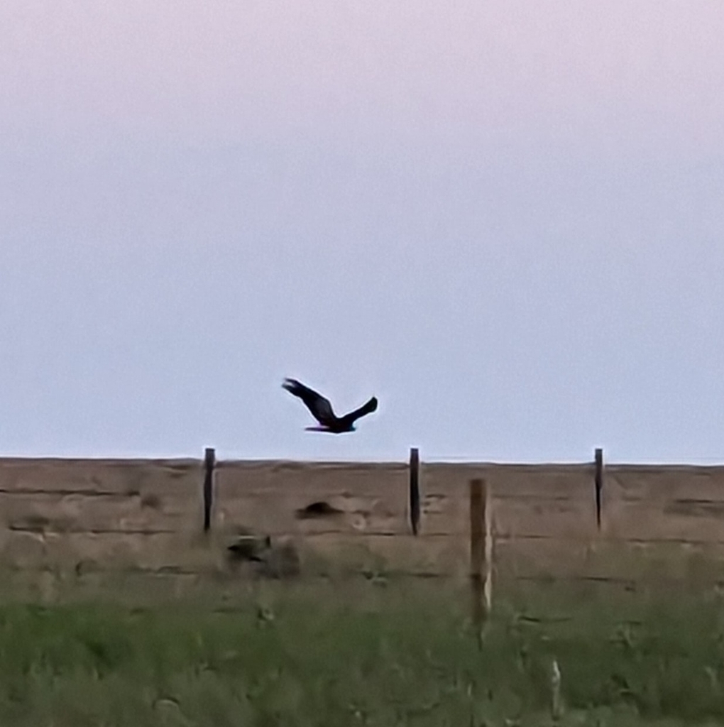 Golden Eagle from Manyberries, AB T0K 1L0, Canada on July 9, 2023 at 09
