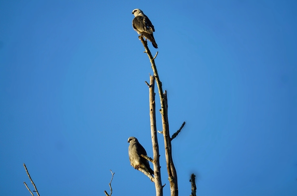 Mississippi Kite from on July 10, 2023 by Candice Hillis
