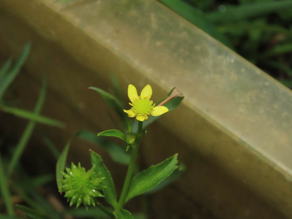 Chinese Buttercup from 300台灣新竹市東區新光里 on July 13, 2023 at 0557 PM by