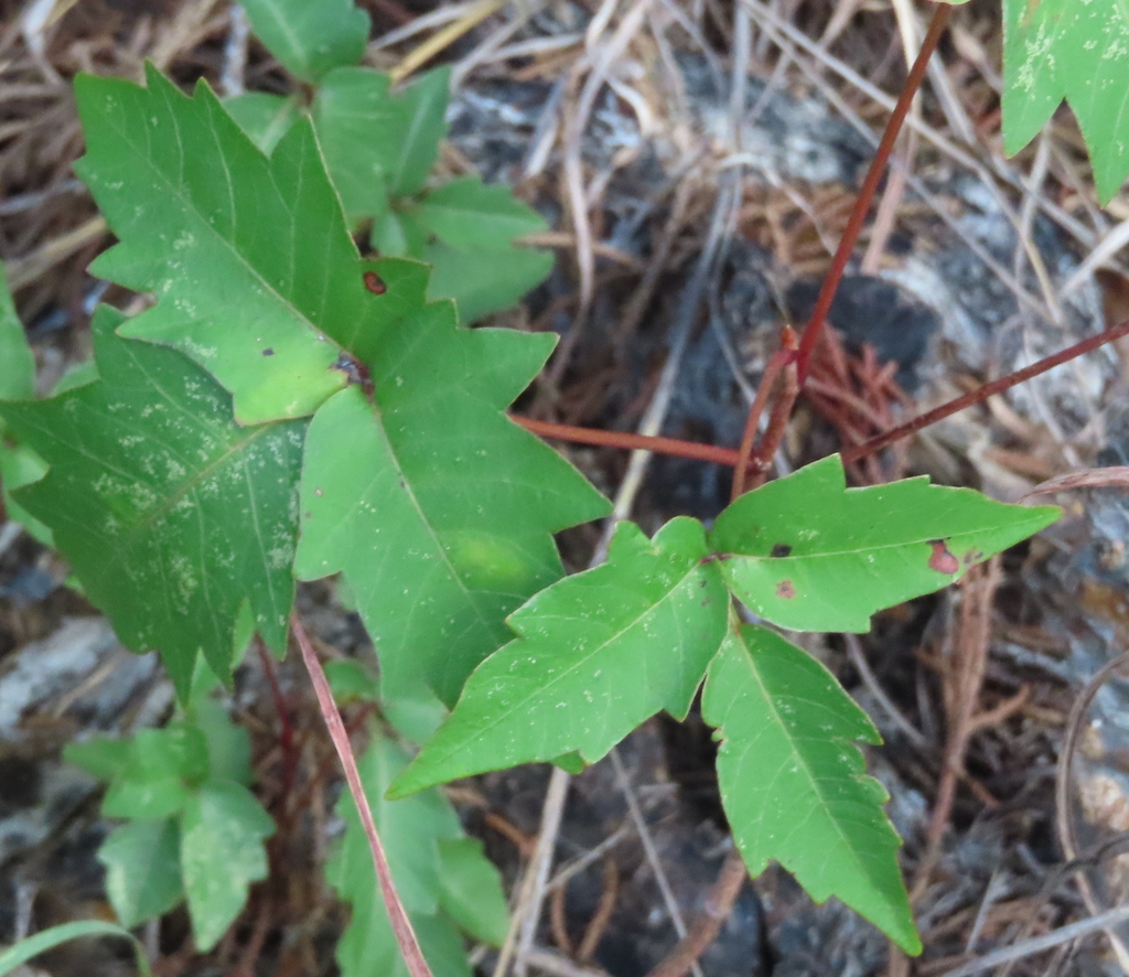 poison ivies and oaks from TX, USA on July 13, 2023 at 07