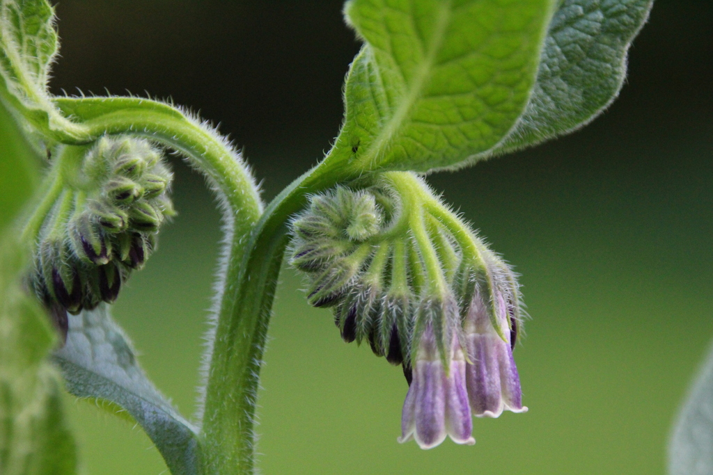 common comfrey from Redmond, WA, USA on May 14, 2021 at 0512 AM by
