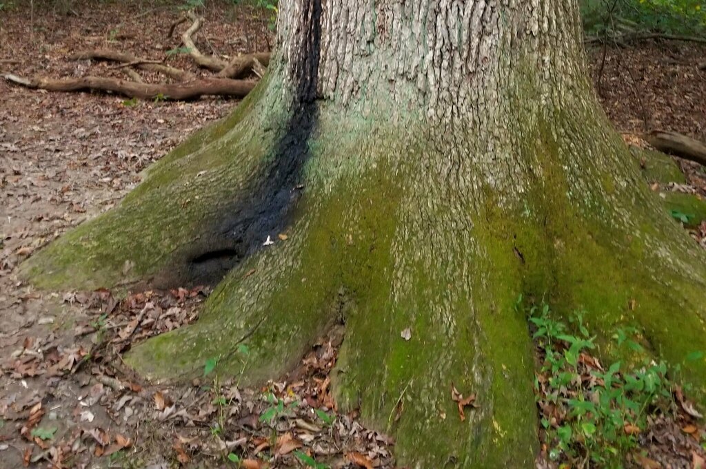 treeskirt moss in October 2021 by TheOneironaut · iNaturalist