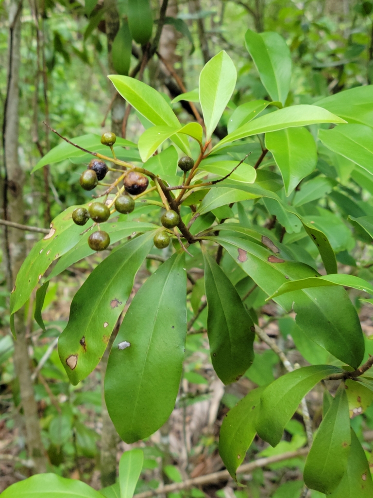 Marlberry from Alva, FL 33920, USA on July 15, 2023 at 1218 PM by Jay