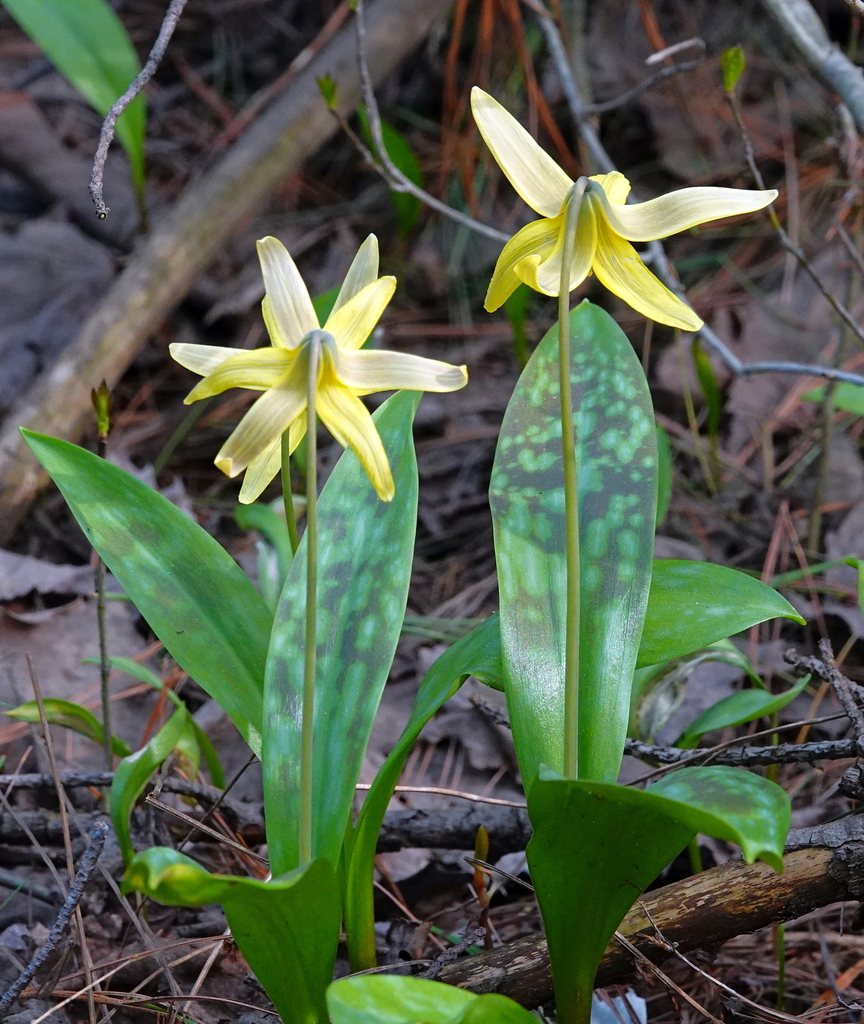 yellow trout lily from Merivale Gardens Grenfell Glen Pineglen