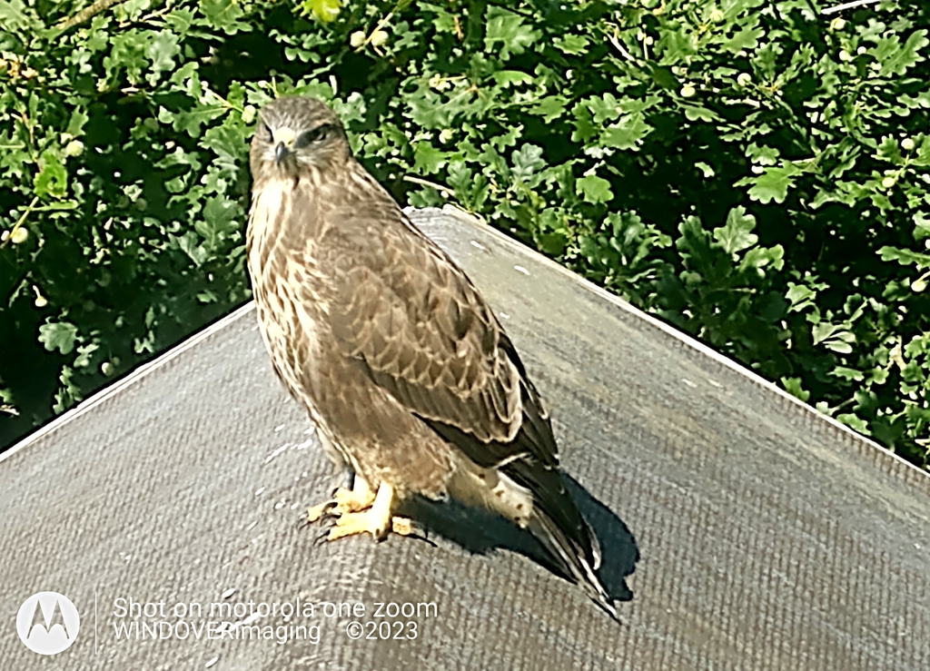Common Buzzard from Milton Street, Polegate BN26 5RP, UK on July 18