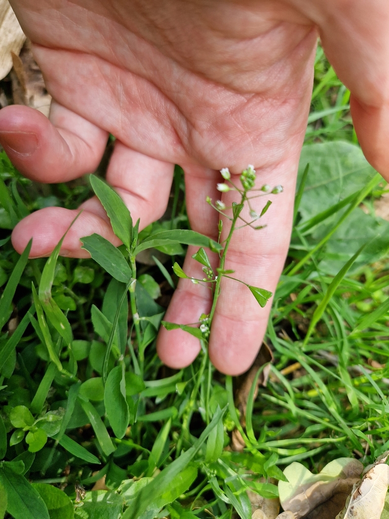 shepherd'spurse from Cowes PO31, UK on July 18, 2023 at 0510 PM by