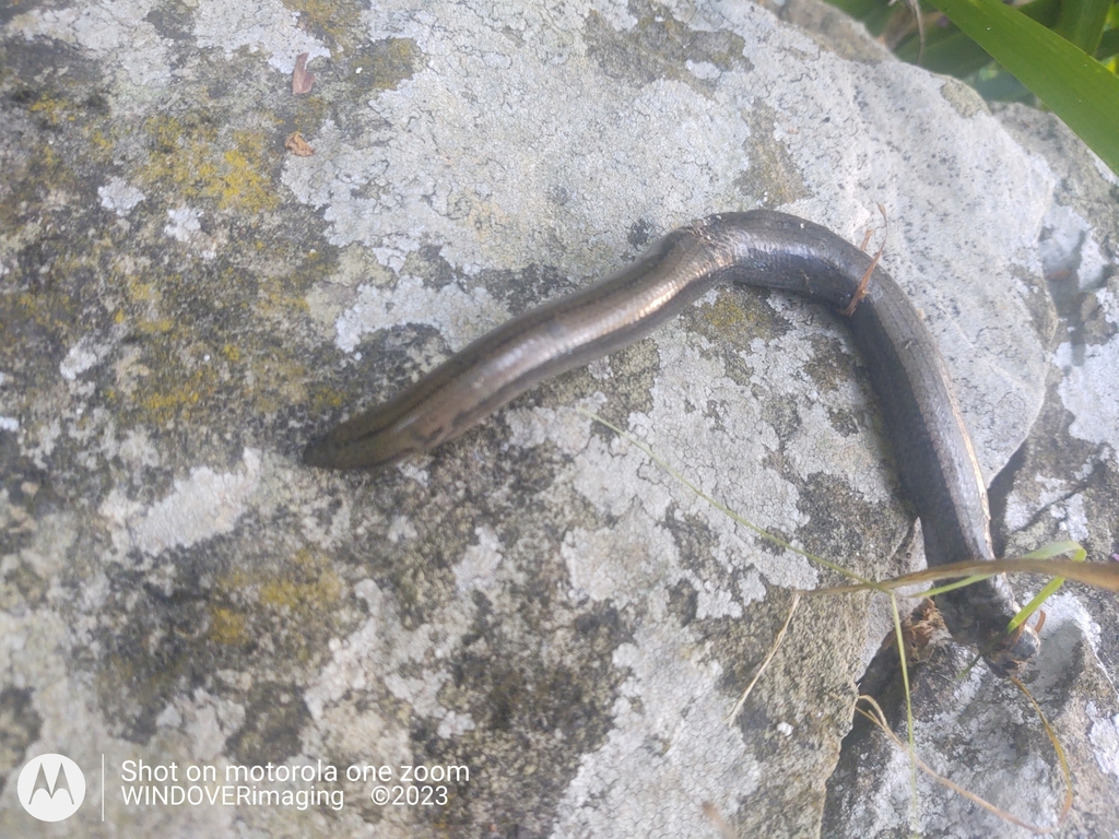Common Slowworm from Milton Street, Polegate BN26 5RP, UK on July 18