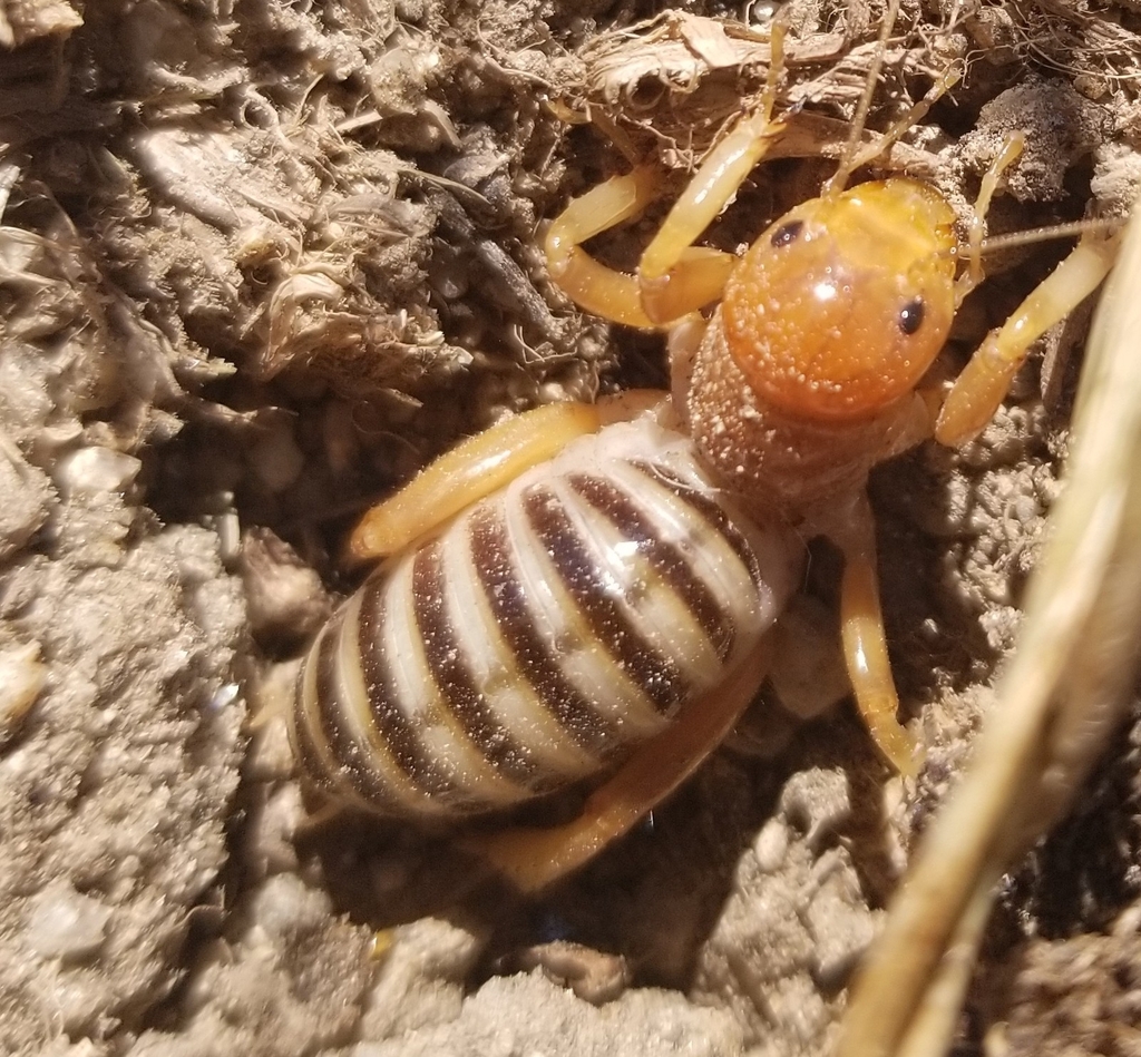 North American Jerusalem Crickets from Garden City, ID 83714, USA on