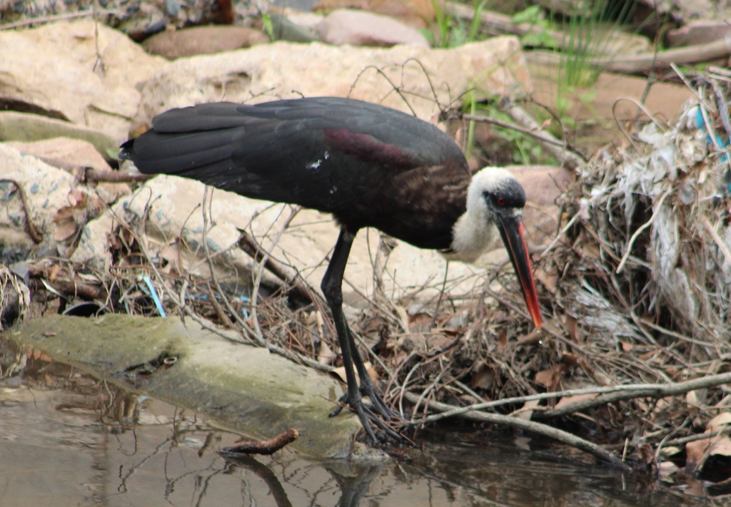 African Woollynecked Stork from Dawncrest, Westville, 3629, South