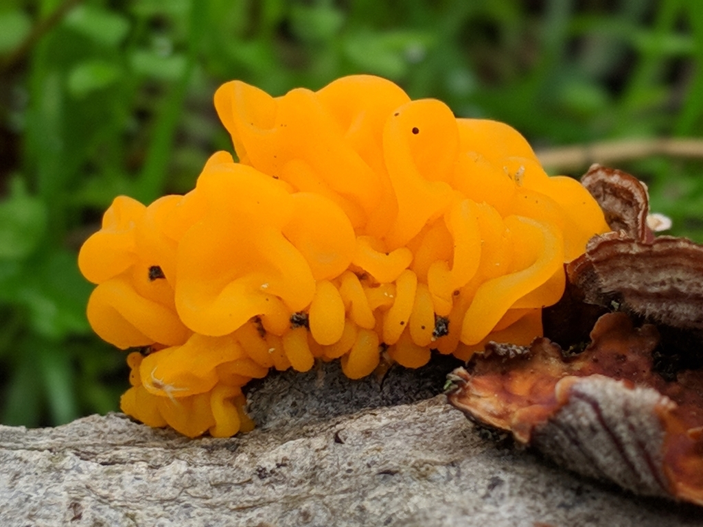 golden ear (Jelly Fungi of the Pacific Northwest) · iNaturalist
