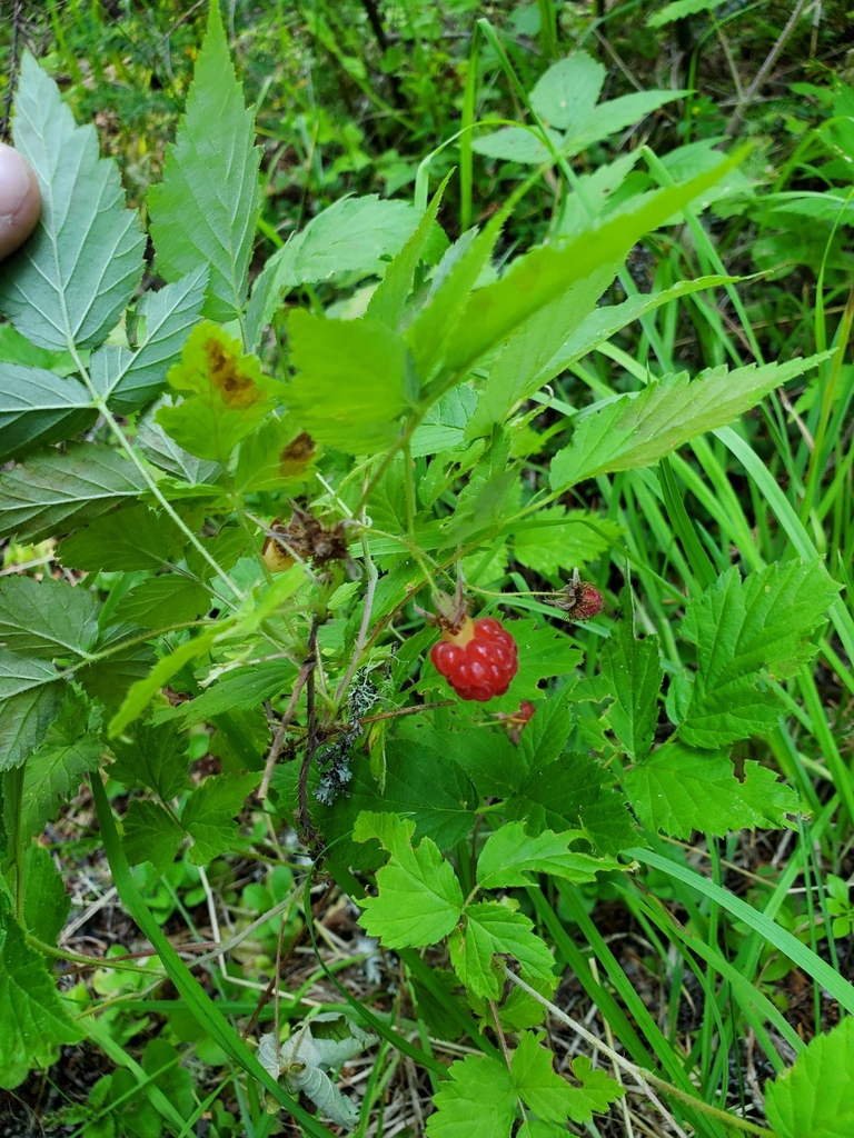Salmonberry from Metaline Falls, WA 99153, USA on July 18, 2023 at 10