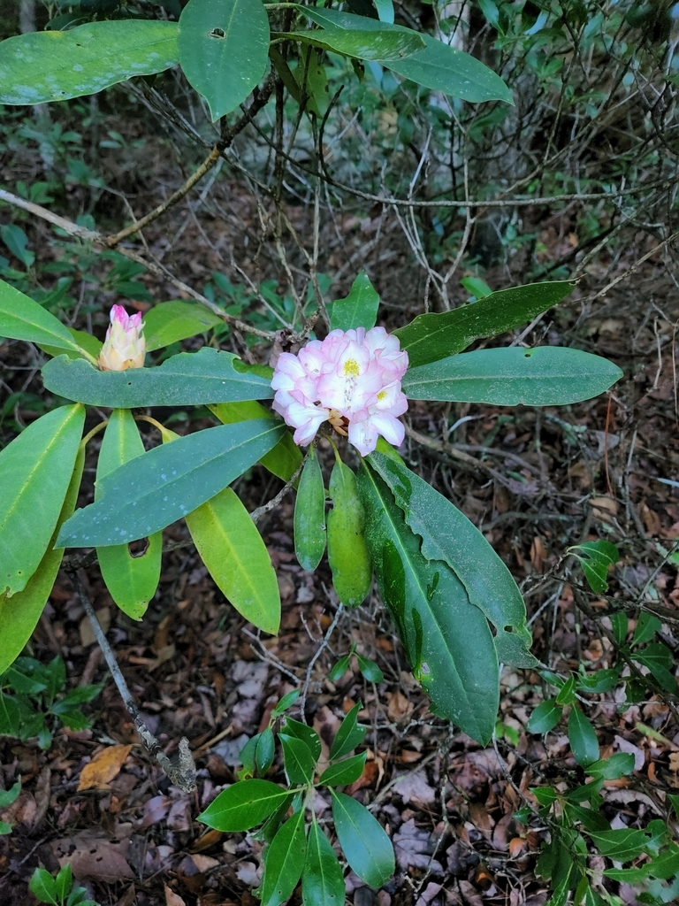 great rhododendron from Rosslyn, KY 40380, USA on July 19, 2023 at 07