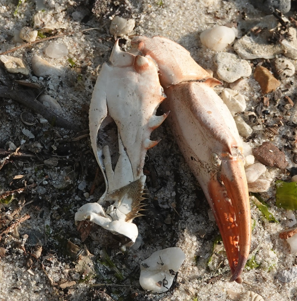 Atlantic Blue Crab from 10515 Mackall Rd, St Leonard, MD 20685, USA on July 20, 2023 at 0741 PM