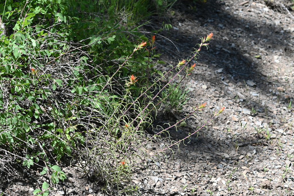 Wyoming Paintbrush from Gunnison County, CO, USA on July 9, 2023 at 02