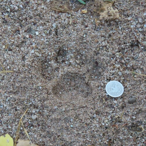 Mountain Lion Tracks NatureTracking