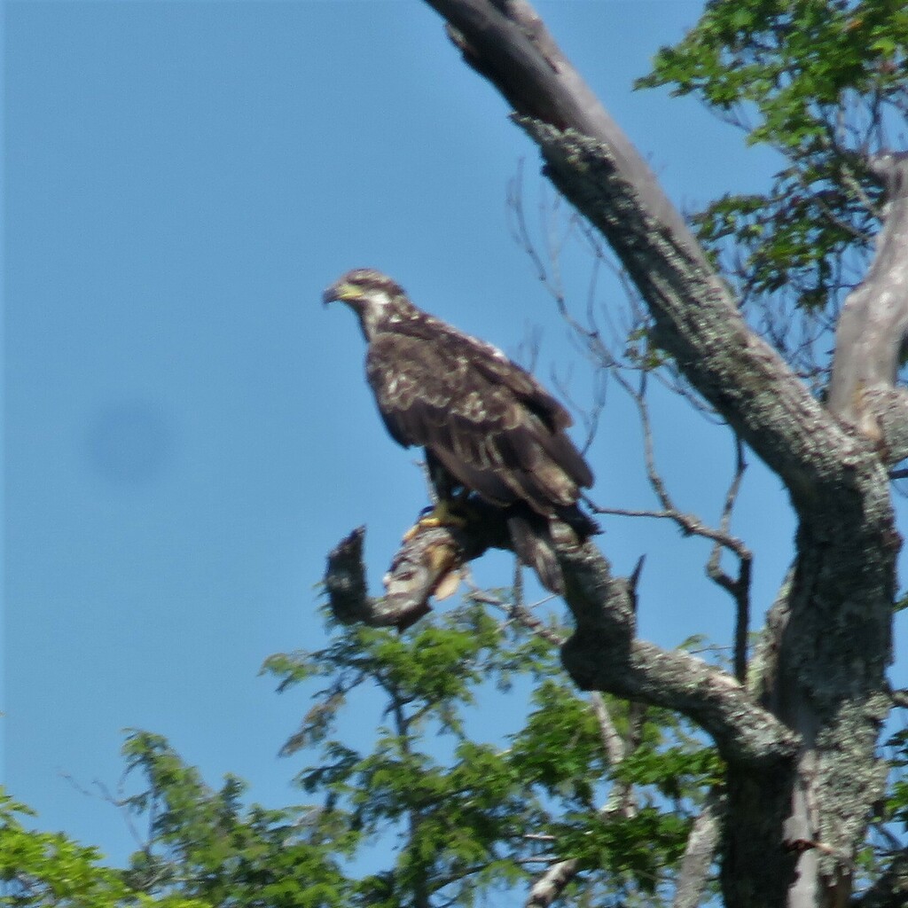Bald Eagle from Algoma District, ON, Canada on July 21, 2023 at 1036