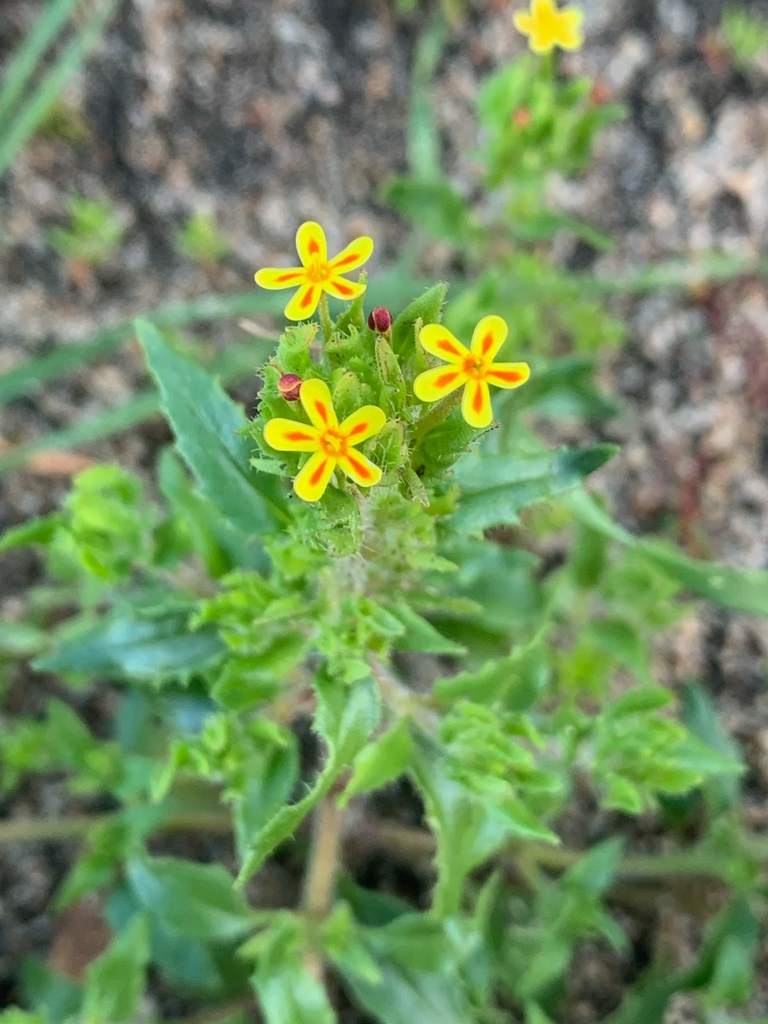 Yellow Drumsticks from Wilberforce WA 6302, Australia on July 23, 2023