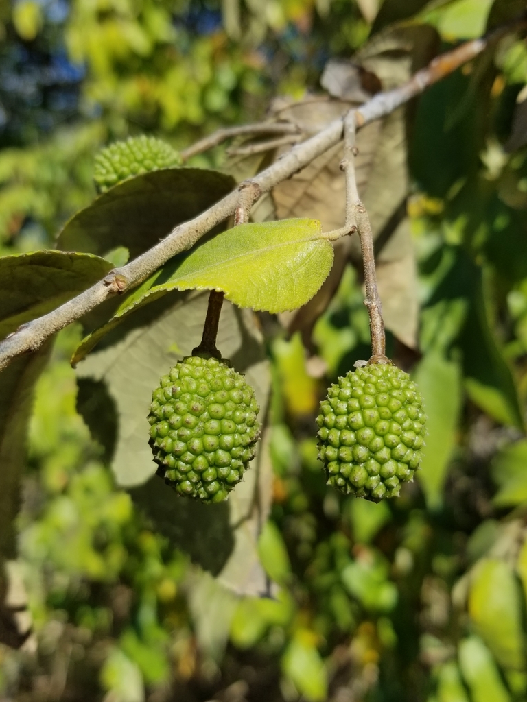 Guásima (Flora del Parque de la Equidad Cancún) · iNaturalist