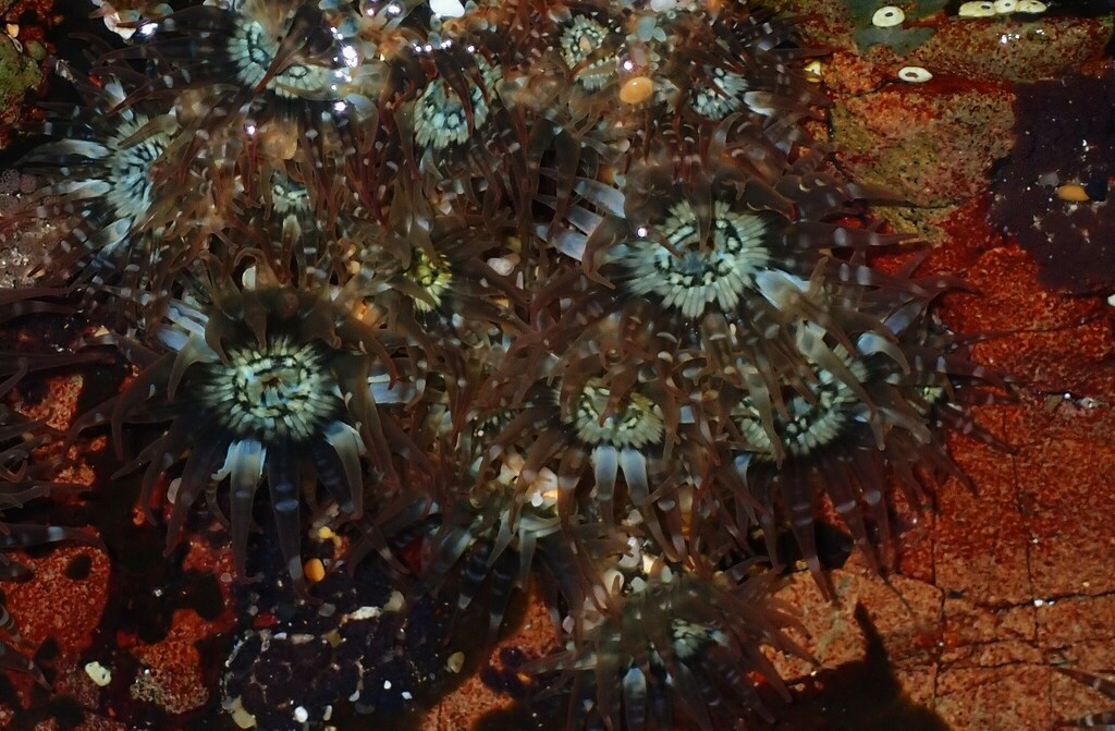 Anthopleura handi from Woolgoolga NSW 2456, Australia on July 25, 2023