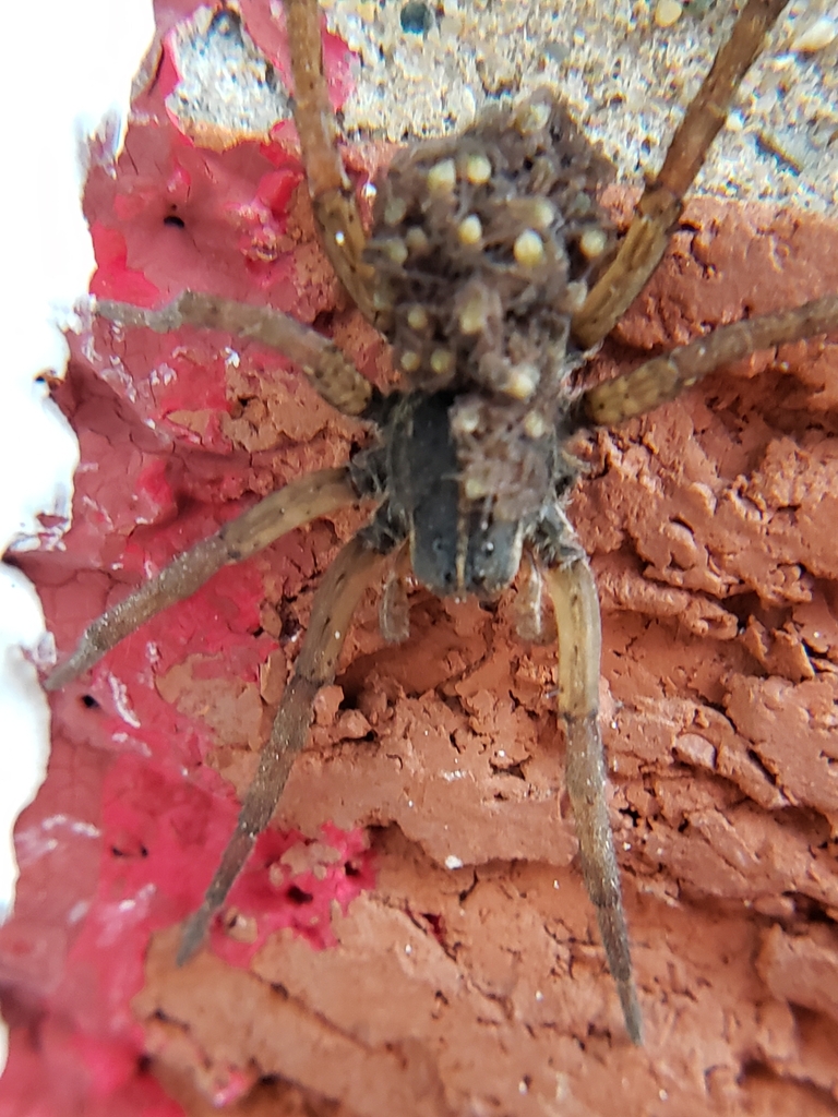 Wetland Giant Wolf Spider in July 2023 by yumimbi · iNaturalist