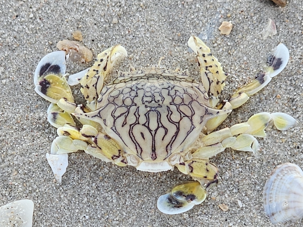 Flower Moon Crab from MX85+7F5 ตำบล ชะอำ อำเภอชะอำ เพชรบุรี 76120