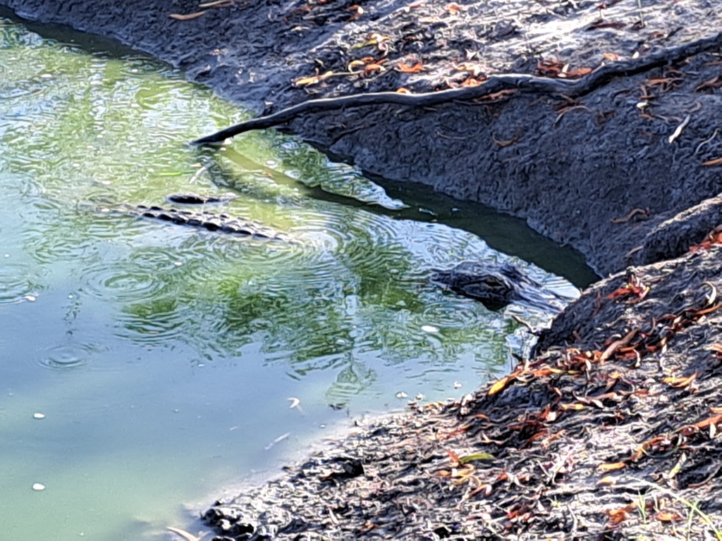 American Alligator from Austwell, TX 77950, USA on July 25, 2023 at 08