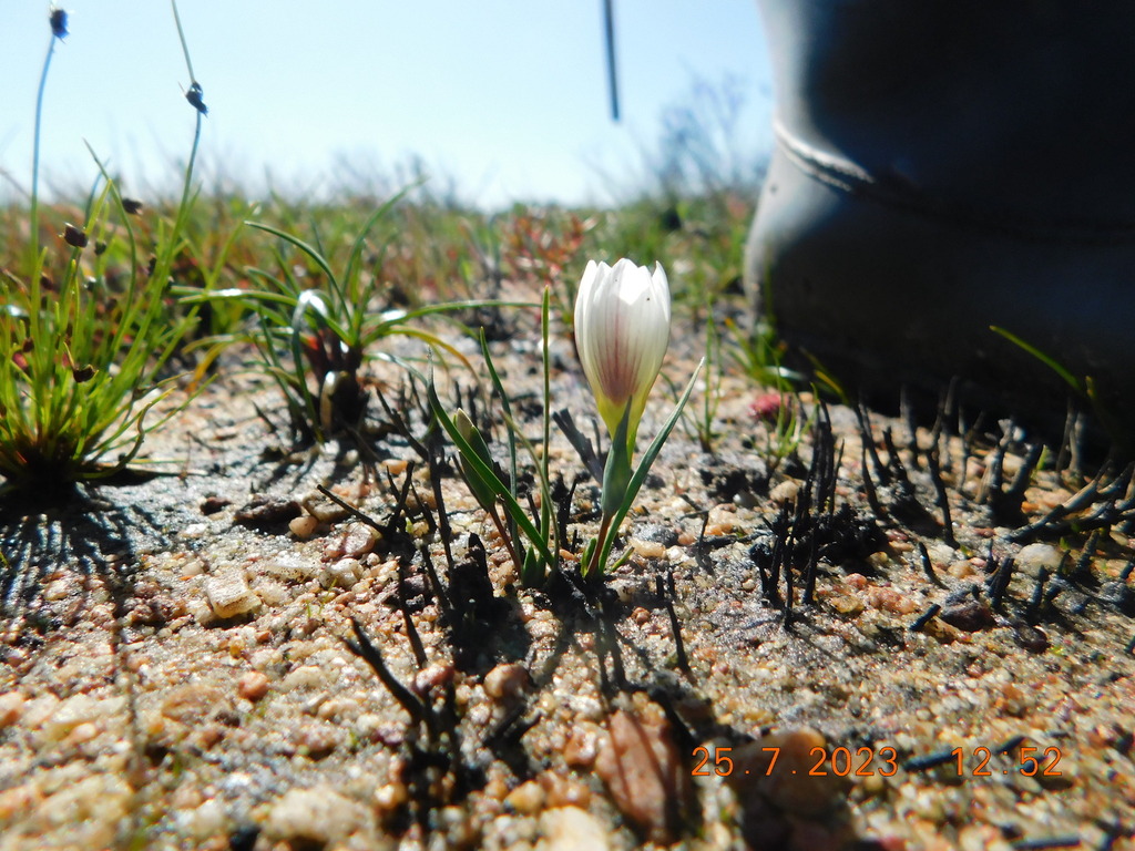 irises and allies from Riverlands Nature Reserve on July 25, 2023 at 12