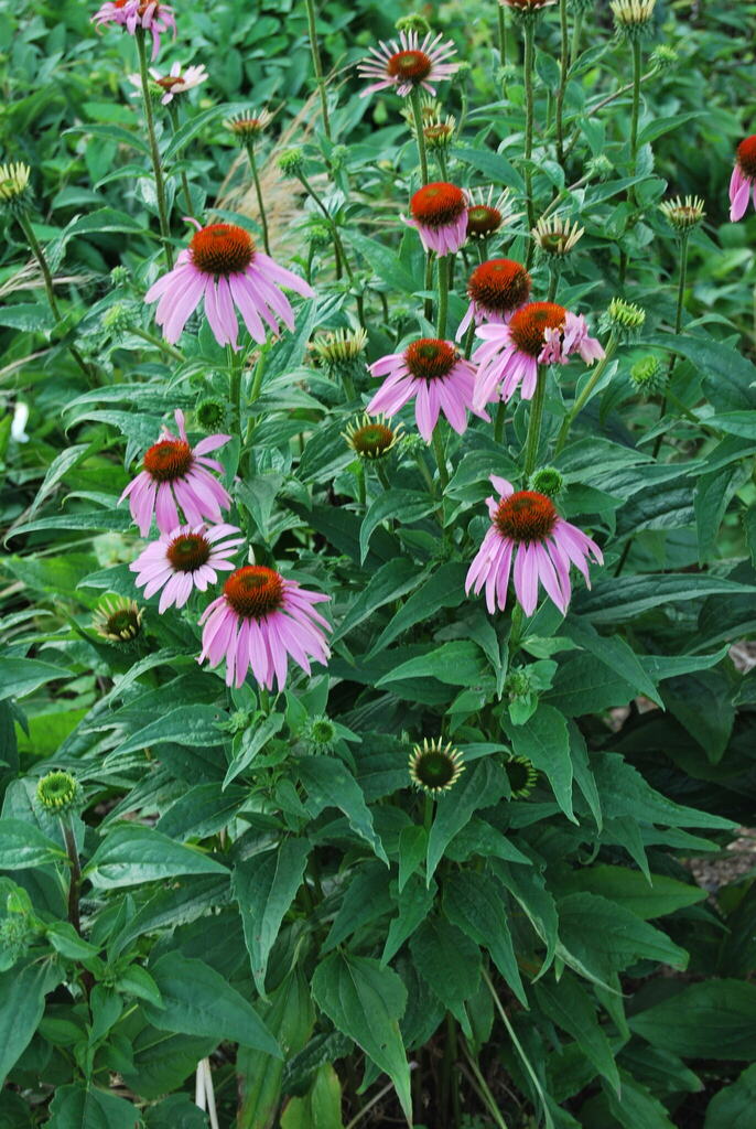sunflowers, daisies, asters, and allies from Victoria bridge Raod, Bath, UK on July 13, 2023 at