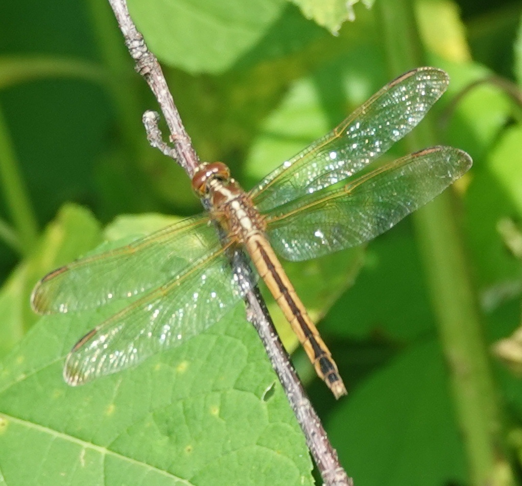 Needham's Skimmer from 3255 Kings Landing Rd, Huntingtown, MD 20639